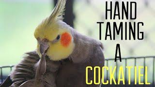 HOW TO - HAND TAME A COCKATIEL (EASY STEPS)