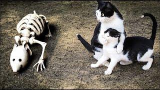 Funniest Cats And Dogs Videos  - Best Funny Animal Videos 2023 
