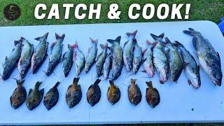 Freshwater Fishing Catfish & Bluegill (CATCH and COOK)