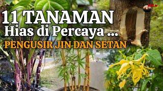 Merinding ! 11 Tanaman Hias Pengusir Jin dan Setan