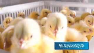 MPL Shorts: ADORABLE Baby Chicks Are Back in the Children's Room!