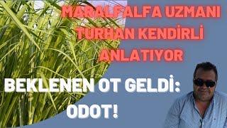 BEKLENEN OT GELDİ : ODOT!