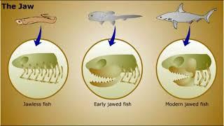 Deuterostomes