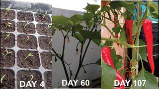 How to grow chili pepper using 100% cocopeat only-fertigation technique