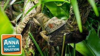 Gecko | Information für Kinder | Anna und die Haustiere