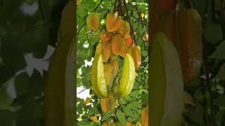 Carambola | Juicy & Sweet  Star Fruit  #shorts #subscribe