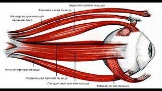 ИСТИННЫЕ ПРИЧИНЫ нарушения зрения - близорукость, дальнозоркость, астигматизм