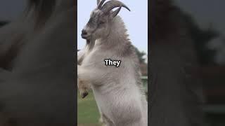 Adorable Animals Doing Hilarious Things! #animalcomedy #animals #funnyanimls #facts #funnyanimlas