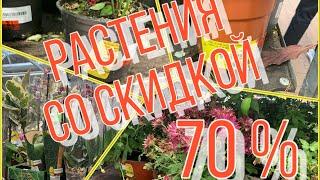 РАСТЕНИЯ со СКИДКОЙ 70 %️ШОК-ЦЕНЫ! Я в приятном  от цен на растения!