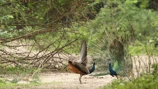 Vũ Điệu Chim Công | Peacock dance video #kieunyttti #kieunyvlog #peacock