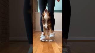 I taught my dog to walk on my feet