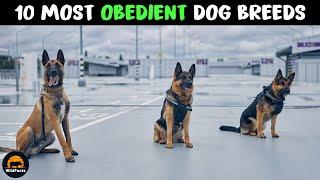 10 Most Trainable and Disciplined Dogs in The World