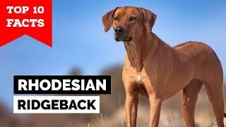 Rhodesian Ridgeback - Top 10 Facts