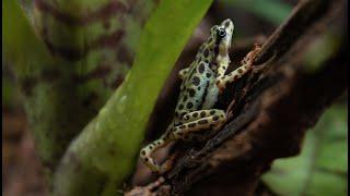 Atelopus Balios Exploring Terrarium