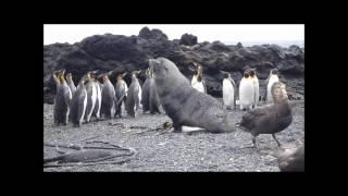 Изнасилование пингвинов морскими котиками (Часть III)