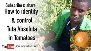 How to identify and control Tuta Absoluta in open field tomato farming