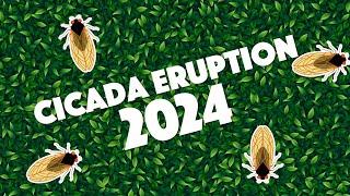 COD Now - Cicada Eruption 2024