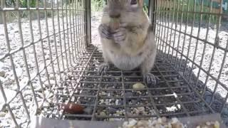 Trapping a ground squirrel