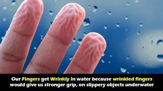 Why our fingers get wrinkly in water
