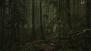 "Foggy Forest" | Creepy Creatures | BMPCC4K