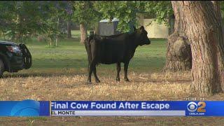 Final Missing Cow Which Escaped Meatpacking Plant Found In South El Monte Park