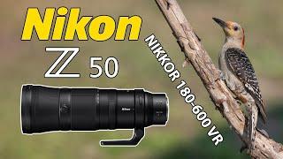 Nikon Z50 180-600 Backyard Bird Photography from my Blind!