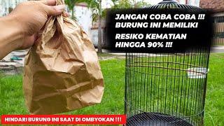 JANGAN COBA COBABURUNG SUPER BAGUS TAPI MEMILIKI RESIKO KEMATIAN HINGGA 90%