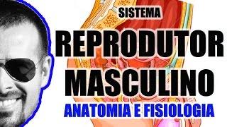 Sistema Reprodutor Masculino | Aparelho Reprodutor | Anatomia Humana - VideoAula 058