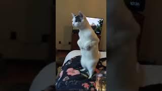 WTF#pet moment caught on camera #amazing moment#funny #dog#cat