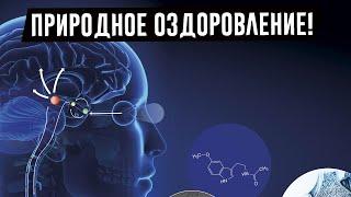 Мелатонин — залог долгой жизни. Вот как поднять его уровень в своем теле!