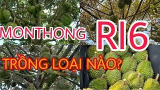 Nên trồng Ri6 hay MonThong? Giống nào dễ trồng dễ thu trái?