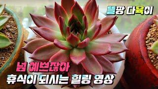 창 다육이들 알아서 잘 크네요! 휴식이 되시는 힐링 시간 되셈