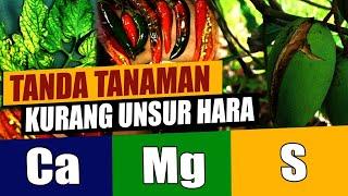 TANDA TANAMAN KURANG UNSUR HARA (KALSIUM, MAGNESIUM DAN SULFUR) | PUPUK TANAMAN BERBUAH LEBAT