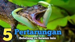 5 pertarungan belalang sembah vs hewan lain