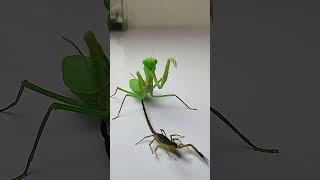 Praying Mantis vs Scorpion #insects  #mantis #scorpion #animals