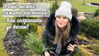 Самое лучшее время для посадок?! Как сохранить саженцы до весны ?