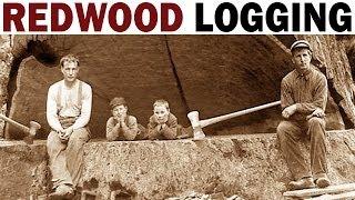 Redwood Logging | 1946 | Documentary on the Giant Redwood Lumber Industry in California