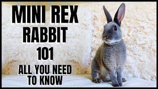 Mini Rex Rabbit 101: All You Need To Know