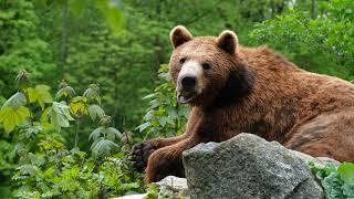 #Футаж бурый медведь на природе ◄4K•HD► #Footage brown bear in nature