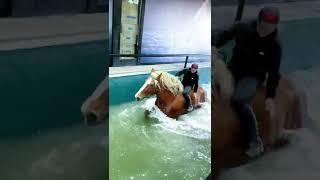 Best Wild Horses Wild Horse #Animals #Shorts #2787