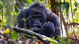 Mountain Gorilla habituation in Uganda