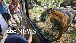 Sanjiv the tiger attacks zookeeper