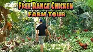 BACKYARD FARM UPDATE | FREE RANGE CHICKEN FARM TOUR | CHICKEN RAISING/FARMING AREA | BUHAY PROBINSYA