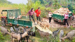 Use Trucks To Many Of Rocks For Thanh Hien Farm - Transporting Goats For Xuan - Free Life