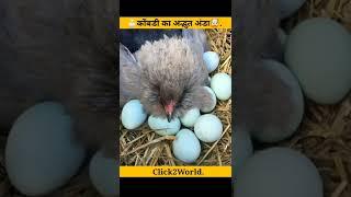 कोंबडी का अद्भुत अंडा#shorts #shortvideo #viral #youtubeshorts #blueegg