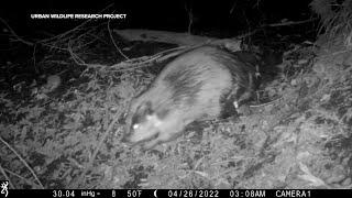 Baby beaver spotting in Bay Area excites wildlife experts: 'Nature's fighter'