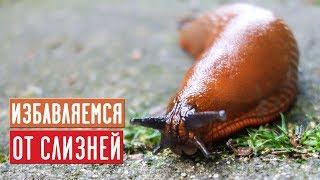 Безопасные способы борьбы со слизнями  100% результат / Садовый гид