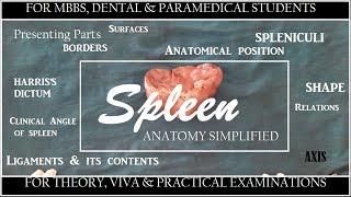 Spleen anatomy in dissected specimen