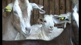 Feeding dairy goats  (Summary)