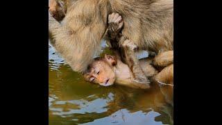 Poor new abandoned baby monkey got drown in water